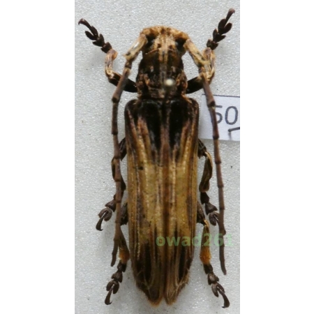 Xylorhiza adusta (Wiedemann, 1819) Malaysia 39mm50